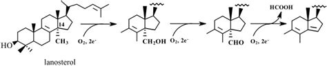 Cyp51 Reaction The 14a Methyl Group Is First Converted To The Alcohol