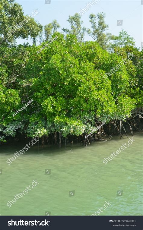 Natural Barricade Mangrove Forest Sundarbans Stock Photo 2227667091