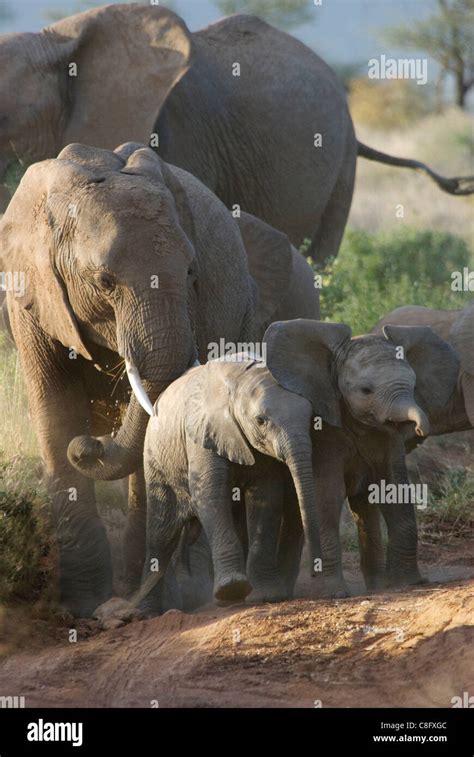 Herd Of African Bush Elephants Loxodonta Africana Stock Photo Alamy