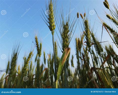 Green Wheat Field Green Wheat Plants Wheat Farming Rabi Winter