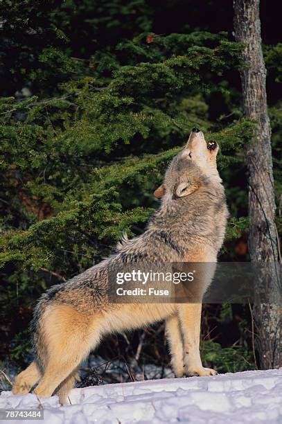 Wolf Howling Snow Photos and Premium High Res Pictures - Getty Images