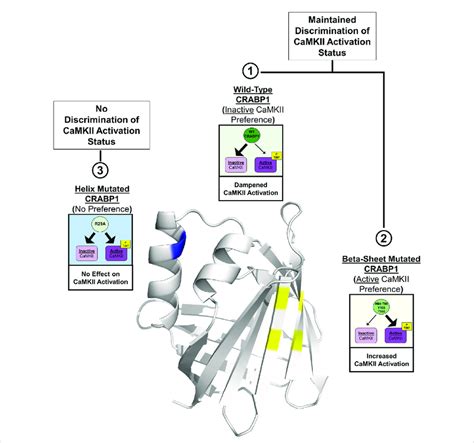 Structural Model For CRABP1 Mediated Regulation Of CaMKII The Crystal