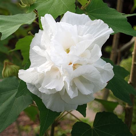 10 Confederate Rose Seeds Hibiscus Mutabilis Seeds For