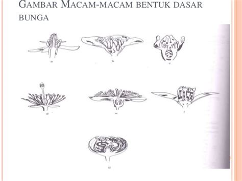 √ 10 Bagian Bagian Bunga Beserta Fungsinya Gambar Penjelasan Lengkap