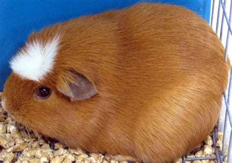 List Of Guinea Pig Breeds