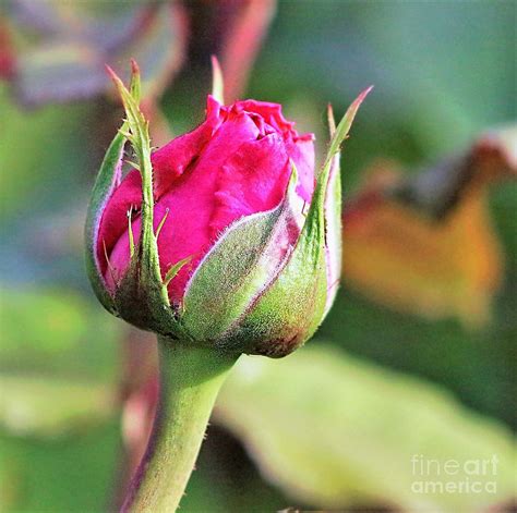 Rosebud Photograph By Bart Eason Fine Art America