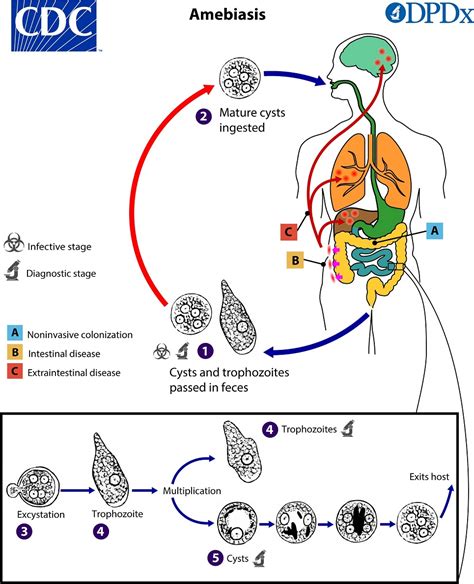 Entamoeba Histolytica Parásito Agentes Biológicos