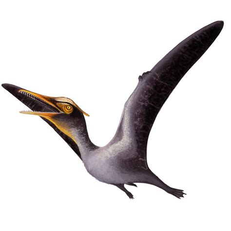 Pterosaurs And Flying Dinosaurs Facts About Pterosaurs