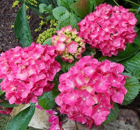 20 Most Beautiful Types Of Hydrangeas Best Hydrangea Varieties