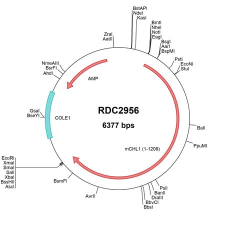 Mouse Chl L Cam Np Versaclone Cdna Rdc R D Systems