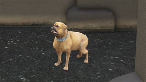 Gta 5 Dog Breeds