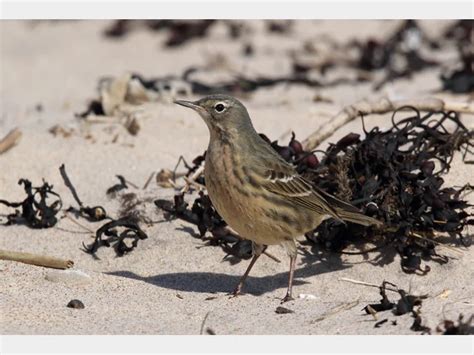 Details Scandinavian Rock Pipit Birdguides