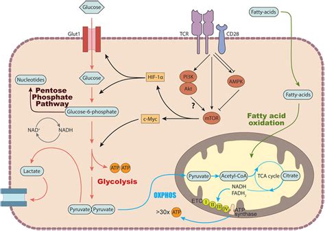 Cd4 T Cell Differentiation And Function Unifying Glycolysis Fatty Acid