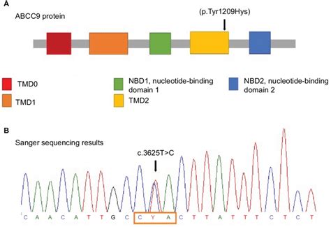 Abcc Protein Structure And Sanger Sequencing Results Notes A Abcc