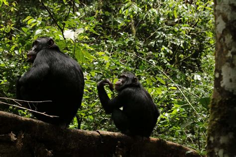 Chimpanzees May Have An Adolescent Growth Spurt Like Humans New Scientist