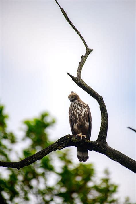 Eagle in Nature · Free Stock Photo