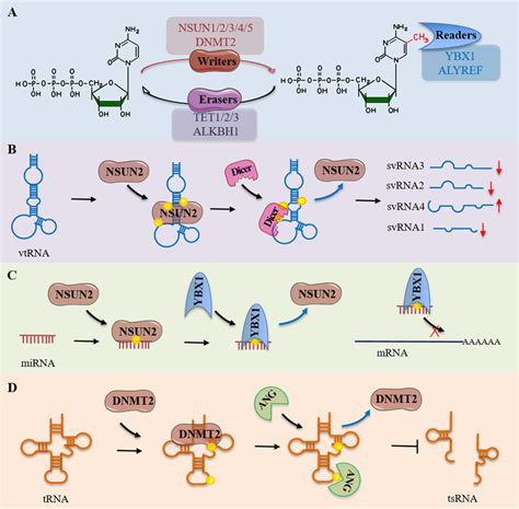 The M C Modification In Small Noncoding Rnas A The Chemical Structure