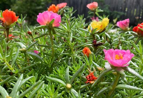 Portulaca Moss Rose Happy Trails Portulaca Grandiflora Purslane