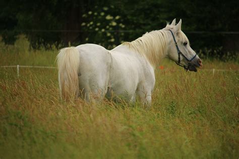 Pferd Hengst Schimmel Kostenloses Foto Auf Pixabay Pixabay