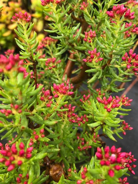 Crassula Sarcocaulis Rotherview Nursery