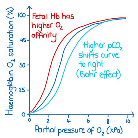 Haemoglobin Has A Different Affinity For Oxygen Depending On The