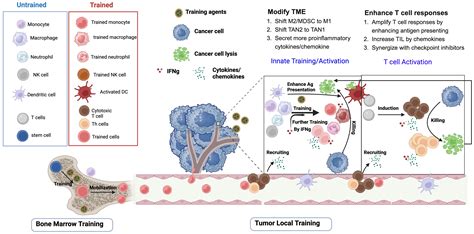 Frontiers Trained Immunity Inducers In Cancer Immunotherapy