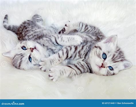 Two Young British Shorthair Silver Tabby Cats Lying Playing Together ...