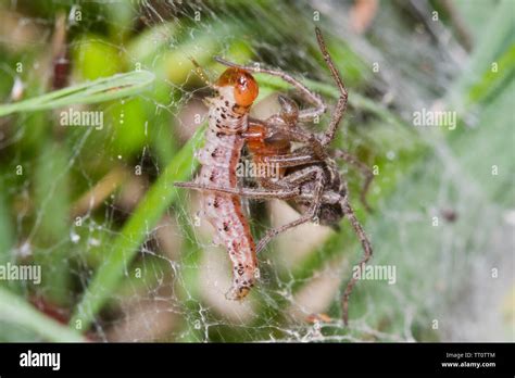 La Araña De Tela En Embudo Agelena Labyrinthica Cogí Un Caterpillar