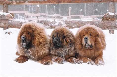 How Much Does a Tibetan Mastiff Cost? (2024 Updated)