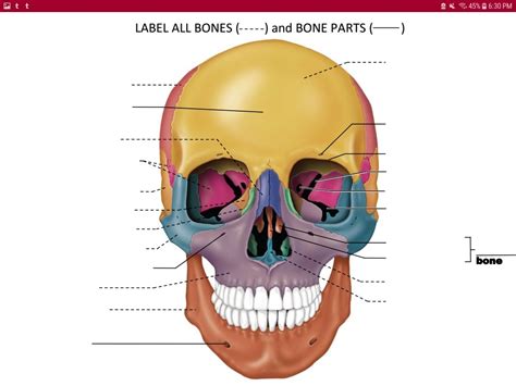 Skull (front) Diagram | Quizlet