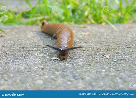 Snail Without A Shell Stock Image Image Of Homeless 44505977