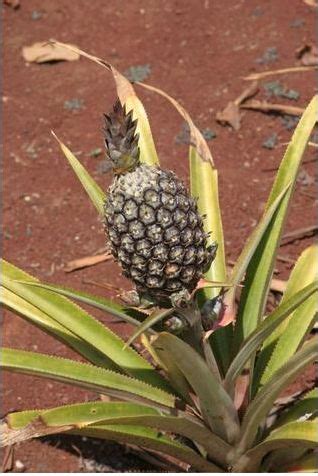 photo of pineapple fruit trees.JPG