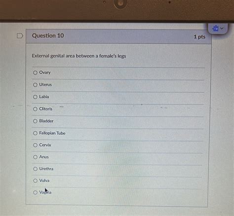 Solved Question 10 1 Pts External Genital Area Between A Females Legs