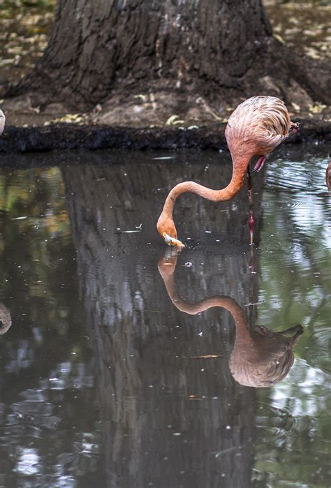 Flamingo Jose Juan Zavala Flickr