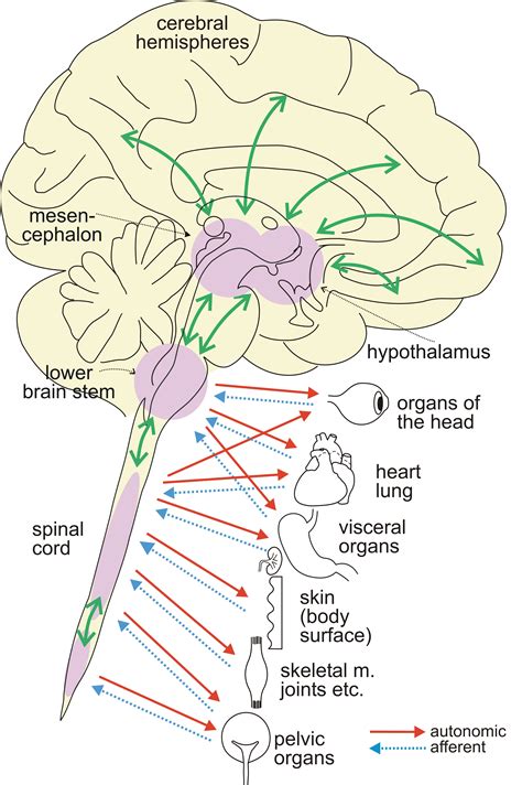 Research Group Autonomic Nervous System And Pain English