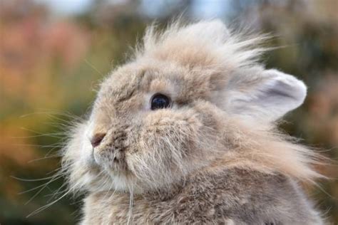 500+ Lionhead Rabbit Colors Stock Photos, Pictures & Royalty-Free ...