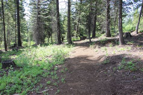 Greenhorn Trail: Kid-Friendly, Dog-Friendly, and Shade-Friendly - Brundage Mountain Resort