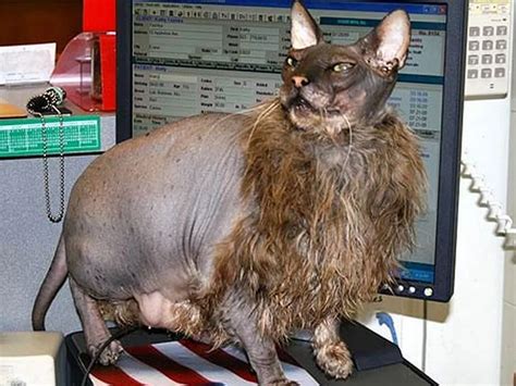 Ugliest Cat In The World Cheap Sale Cityofclovis Org