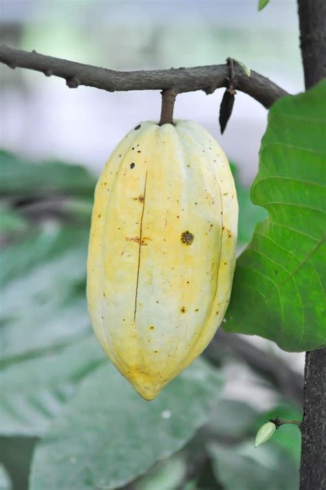 Teobroma Cacao Theobroma O Malvaceae O T Cacao O Magnoliophyta O Cacao