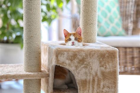 The 25 Best Cat Trees Of 2020 Pet Life Today