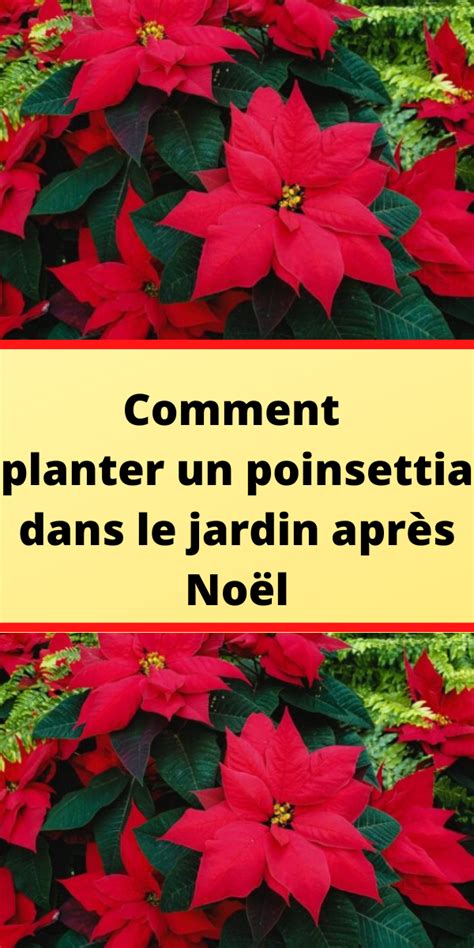 Comment planter un poinsettia dans le jardin après Noël Comment Planter