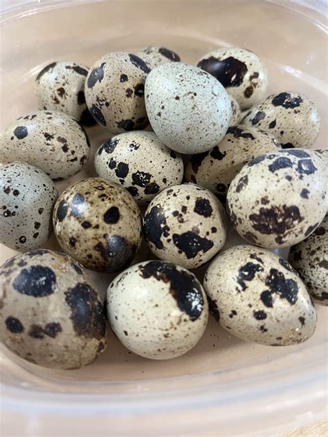 Quail Eggs - Mommie Kate at Grace Mountain Farms