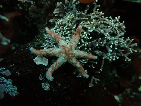 Sunflower Sea Star Update What Did The Sea Star Search Find • The