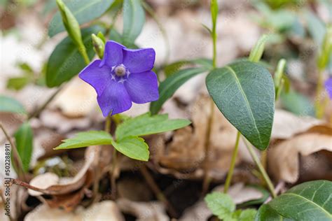 Vinca Minor Periwinkle Dwarf Periwinkle Small Periwinkle Common