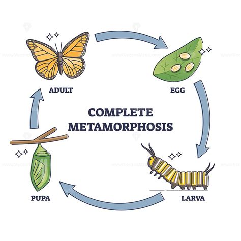 Complete metamorphosis with all life development cycle stages outline ...