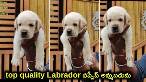 Top Quality Labrador Puppies For Sale In Telugu 8247687126 Aj Pets