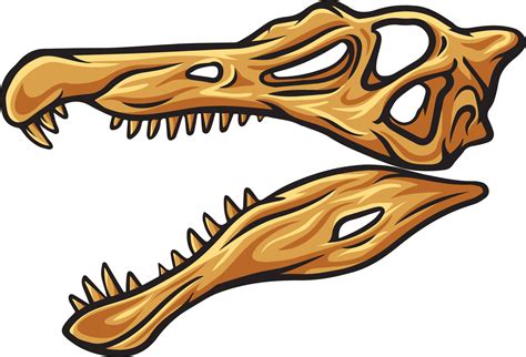 Spinosaurus dinosaur skull fossil illustration 20004070 Vector Art at ...