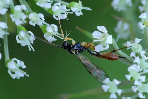 Ichneumonidae August 2023 Fovslet Forest Kolding Denmar Erland