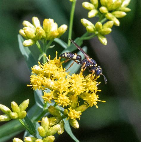 Hump Backed Beewolf From Manchester Center Manchester Vt 05255 Usa On August 19 2022 At 10