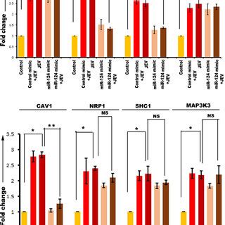 QRT PCR Showing MiR 22 3p Target Gene Expression In HNS1 And HNP Cells